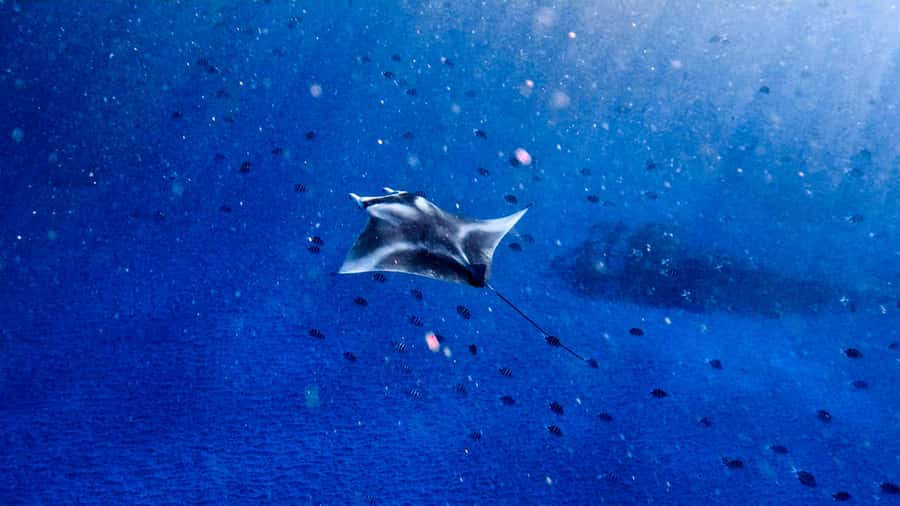 From Lembongan: Manta Point Snorkeling & West Penida Tour - Key Points