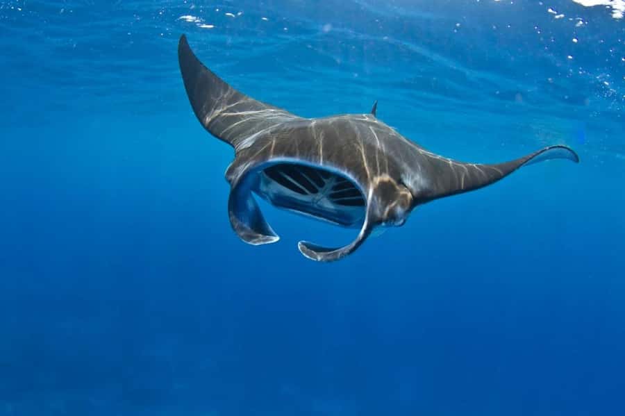 From Lembongan: Manta Point Snorkeling & West Penida Tour - The Sum Up