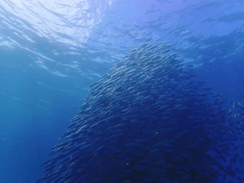 Cebu: 2-Day Private Tour Moalboal and Oslob - Authentic Experiences and Genuine Highlights