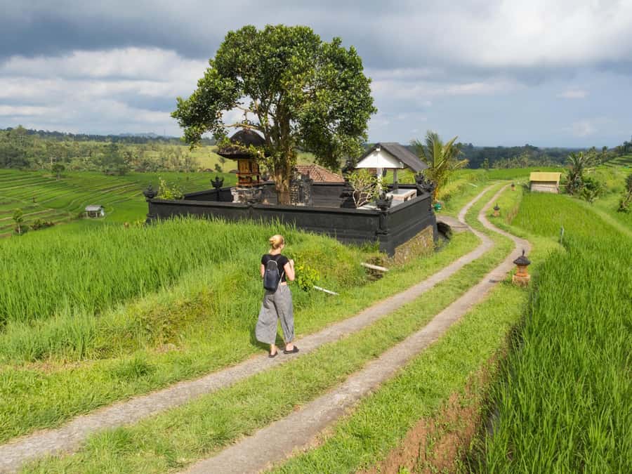 Bali: Jatiluwih Rice Terraces, Sangeh Forest & Coffee Tour - Key Points
