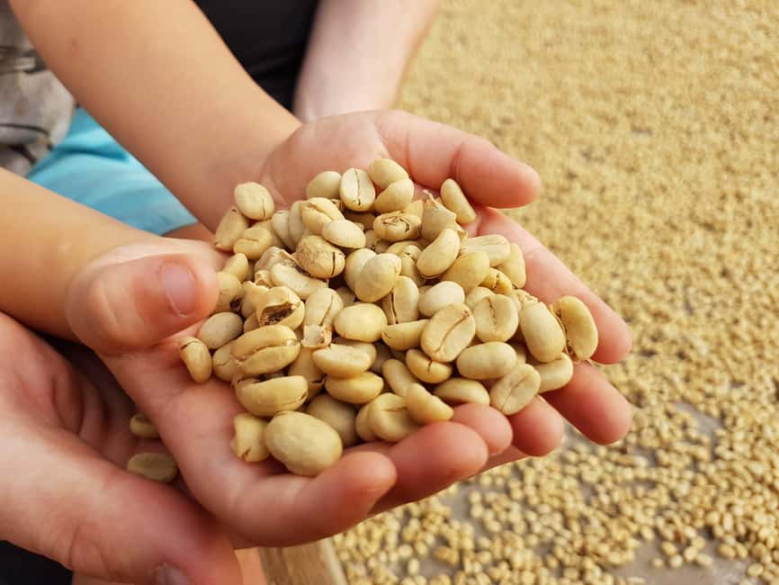 Armenia, Quindio: Coffee Tour, Transportation, and Quimbaya Gold Museum - Who Will Love This Tour?