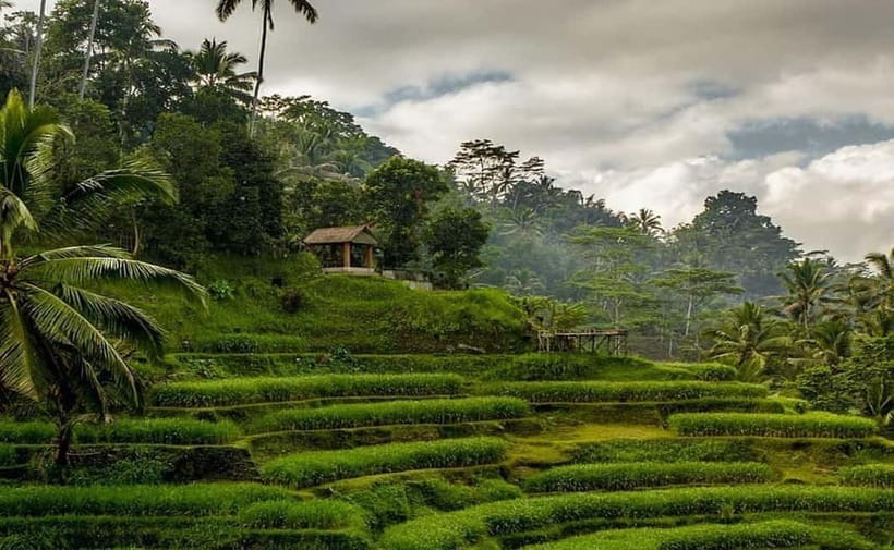 Bali : Taman Beji Griya Waterfall Purification and Ubud Tour - Authentic Experiences and Insights from Reviews