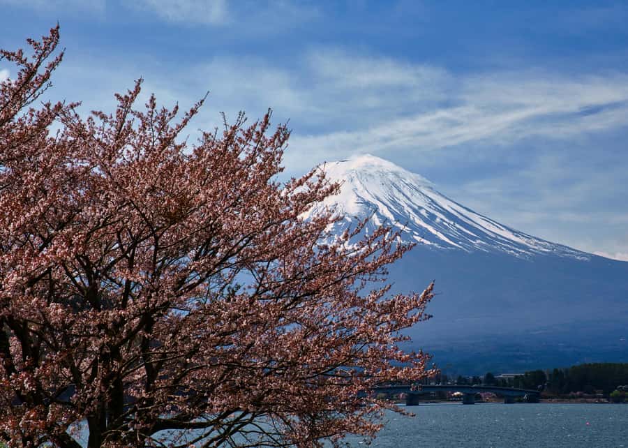 Crowd-Free Hidden Spots - Mt.Fuji Private Luxurious Car Tour - Final Thoughts