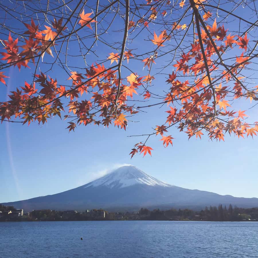 Crowd-Free Hidden Spots - Mt.Fuji Private Luxurious Car Tour - Who Is This Tour Best Suited For?