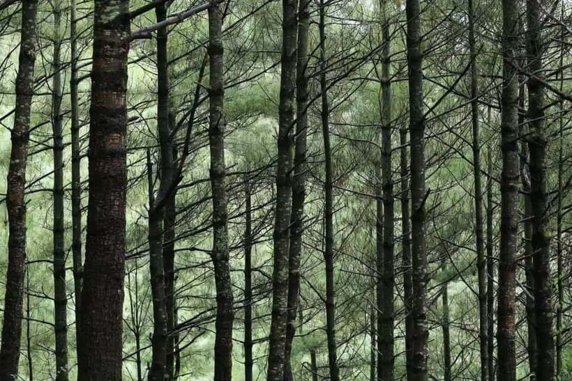 Cangshan Mountain: Mindful Hiking and Organic Homemade Food - The Organic Homemade Dinner and Relaxation