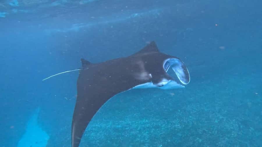 Lembongan: Manta Bay, Turtle Bay, & Gamat Bay Snorkeling - Key Points