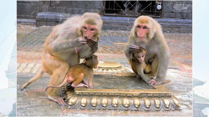 Kathmandu: Monkey Temple Guided Monkey Watching Tour - Kathmandu: Monkey Temple Guided Monkey Watching Tour