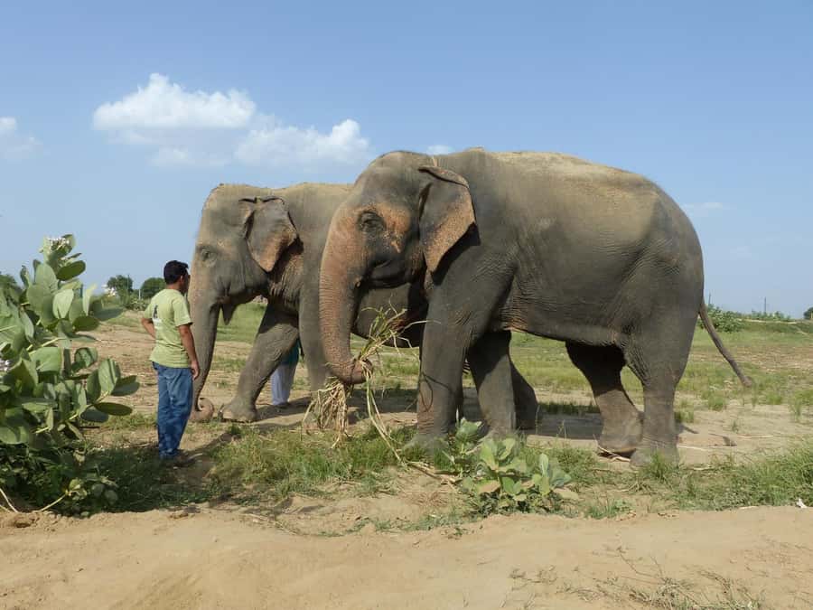From Delhi: Sunrise Taj Mahal & Elephant Sanctuary Day Trip - Good To Know