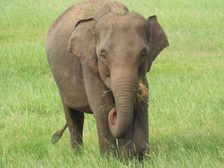 Sri Lanka: 10-Day Guided Tour with Customized tour - Starting Point: Arrival in Colombo and Mirissas Coastal Charm