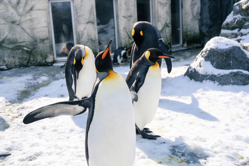 Hokkaido Popular Influencer Check-in Route | Asahiyama Zoo & Influencer ...