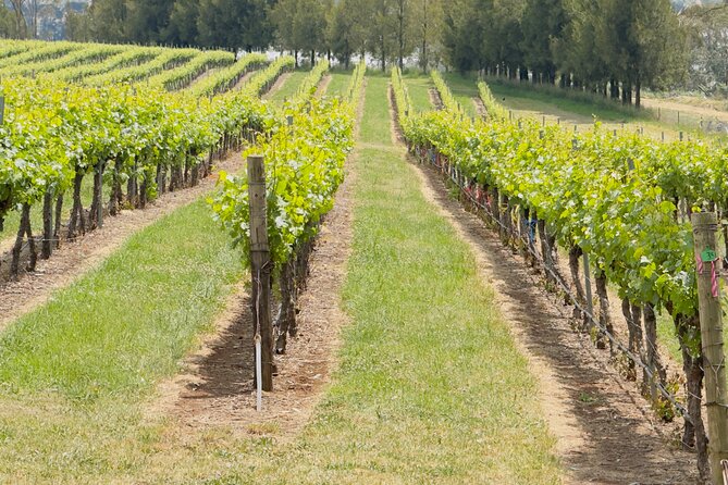 Orange Region Winery Experience by Onayi - Who Should Consider This Tour?