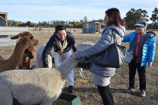 Alpaca Farm Tours with Toffeemont - Key Points