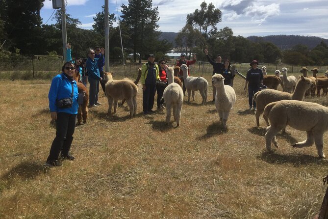 Alpaca Farm Tours with Toffeemont - Frequently Asked Questions