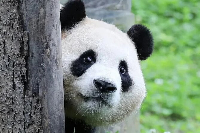 6 Days Chengdu Cultural and Night Scene Tour - Day 2: Pandas and Art in the Eastern Suburbs