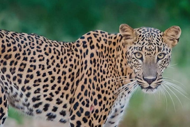 Arugambay to Yala National Park - Kumana National Park Safari - Why This Tour Stands Out