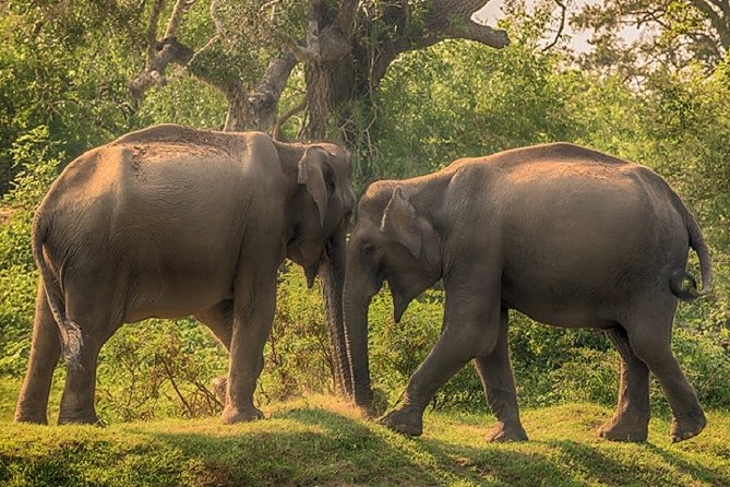 Arugambay to Yala National Park - Kumana National Park Safari - An In-Depth Look at the Safari Experience