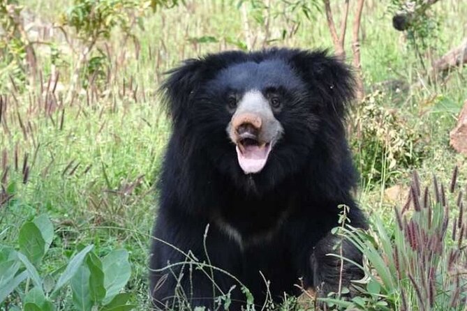 Arugambay to Yala National Park - Kumana National Park Safari - Final Thoughts