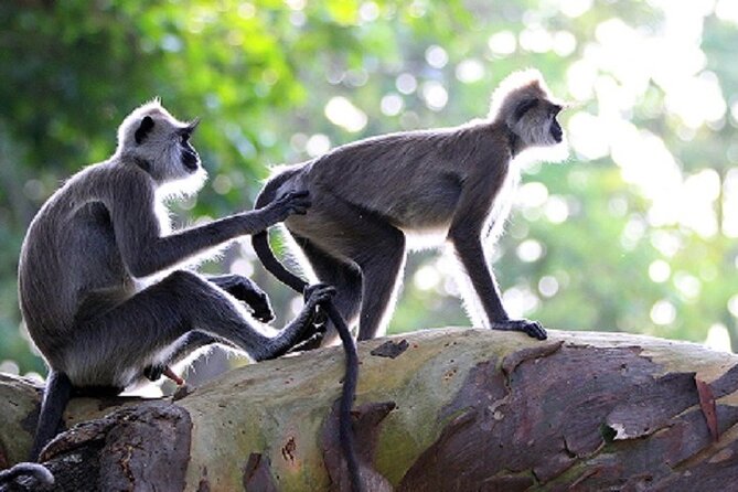 Arugambay to Yala National Park - Kumana National Park Safari - FAQ