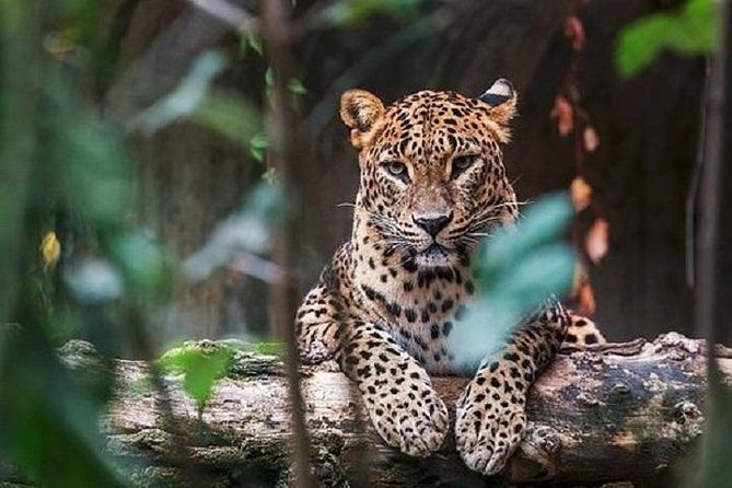 Arugambay to Yala National Park - Kumana National Park Safari - Good To Know