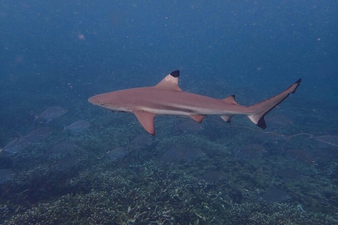 Pigeon Island Snorkeling Tour From Uppuveli Beach - Final Thoughts: Is This Tour Right for You?