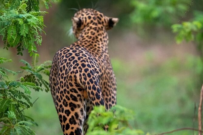 Arugam Bay to Mirissa Shuttle and Safari Drive - Good To Know