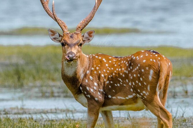 Arugam Bay to Mirissa Shuttle and Safari Drive - Practical Considerations