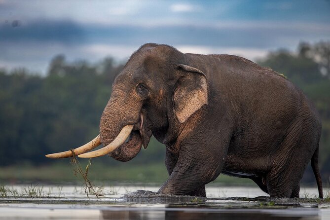 Arugam Bay to Mirissa Shuttle and Safari Drive - Wildlife and Nature Experience