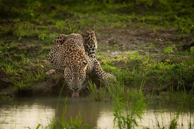 Arugam Bay to Mirissa Shuttle and Safari Drive - Coastal Drive and Cultural Sights