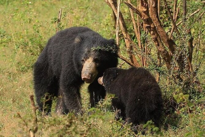 Arugam Bay to Mirissa Shuttle and Safari Drive - FAQs