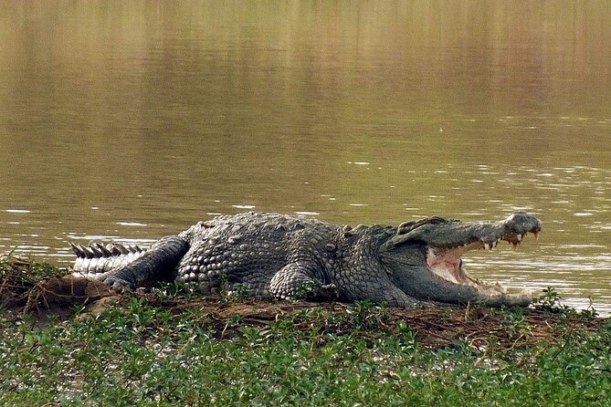 Arugam Bay to Mirissa Shuttle and Safari Drive - Who Will Love This Experience?