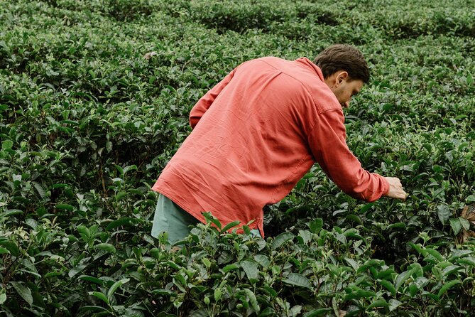 Kandy Private Day Tour from Trincomalee - How the Day Unfolds