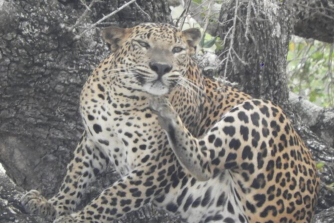 Kumana National Park Safari | from Arugam Bay - Detailed Tour Breakdown