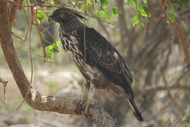 Kumana National Park Safari | from Arugam Bay - Potential Drawbacks