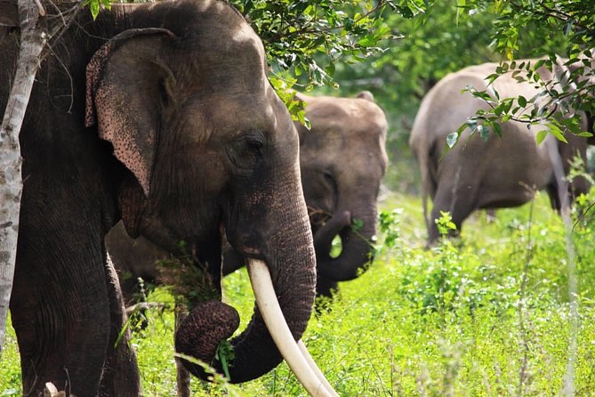 Half-Day Kumana National Park Private Safari with Pickup - Final Thoughts