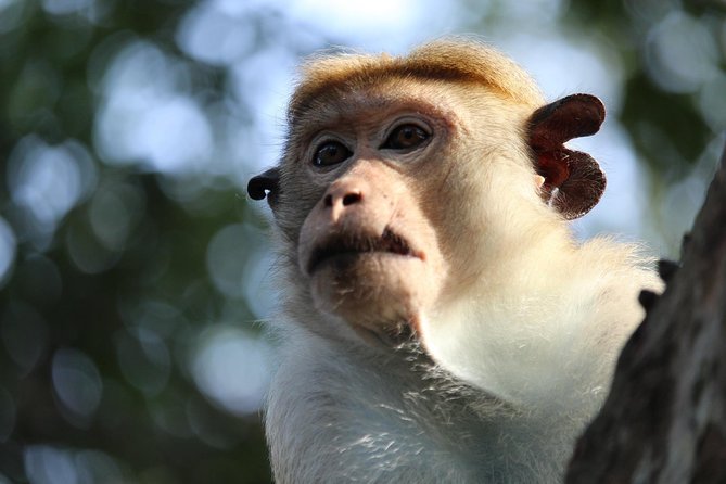 Half-Day Kumana National Park Private Safari with Pickup - Key Points