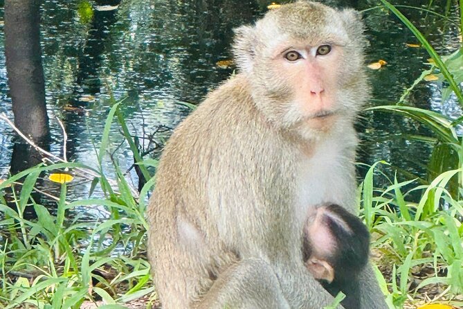 Rach Gia City: U Minh Thuong Forest and Pineapple Village Tour - A Closer Look at the Itinerary