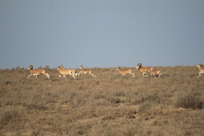 Alien landscapes of Mangistau with one of a kind Salty Hollow of Karyn Zharyk - Key Points