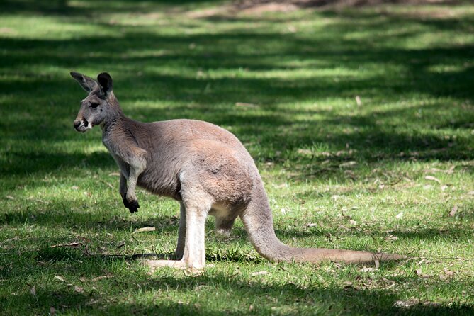 Sydney South Coast Day Tour  Kiama Blowhole & Sea Cliff Bridge - What’s Included and What Not