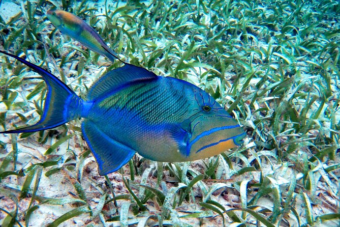 Private Tour History, Local Food and Snorkeling Whole Island - Frequently Asked Questions