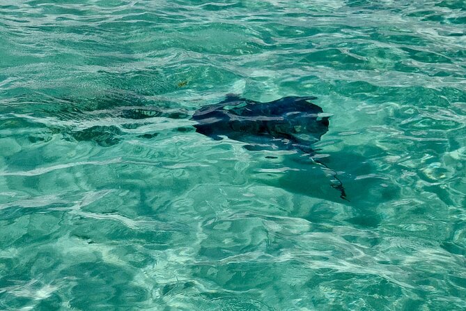 ANTIGUA FROM TOP TO BOTTOM: Stingray City, Beach, lunch & more... - FAQs