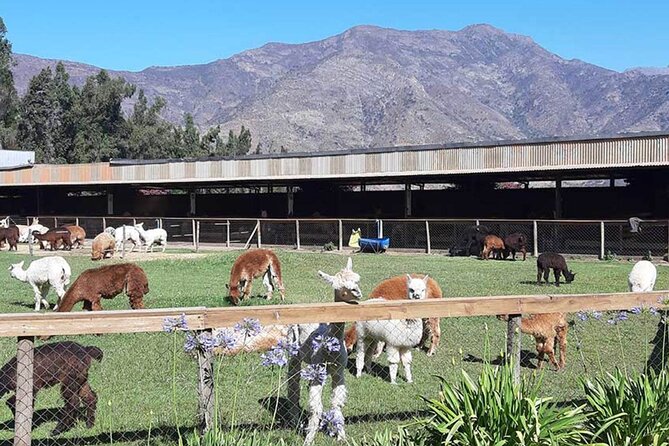 Private Valparaiso, Nautic Visit Penguins Island & Horse Riding - Authentic Experiences That Stand Out