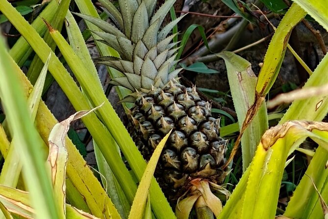 Scenic Hiking Trail Adventure of Montserrat - Frequently Asked Questions