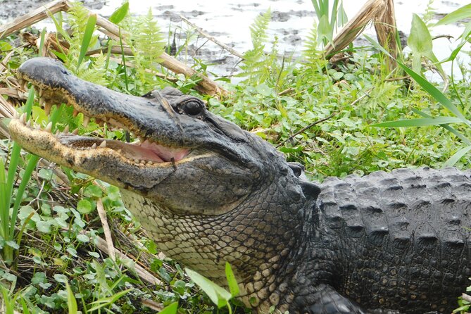 Covered Boat Swamp Tour with Transportation from New Orleans - Key Points