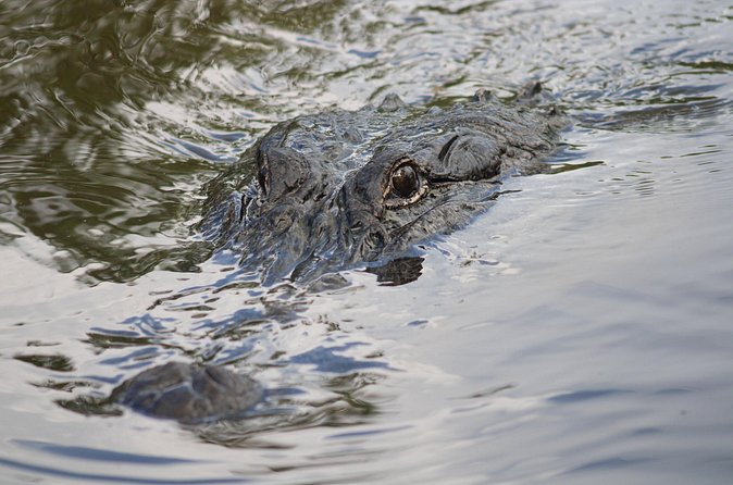 Covered Boat Swamp Tour with Transportation from New Orleans - Final Thoughts