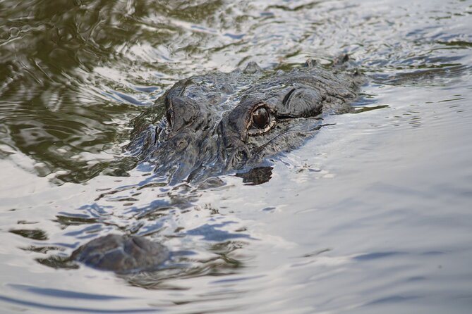 Covered Boat Swamp Tour with Transportation from New Orleans - A Closer Look at the Covered Boat Swamp Tour with Transportation from New Orleans