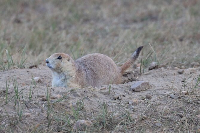 Black Hills Nature Tour Wildlife Watching and Scenic Views - Key Points