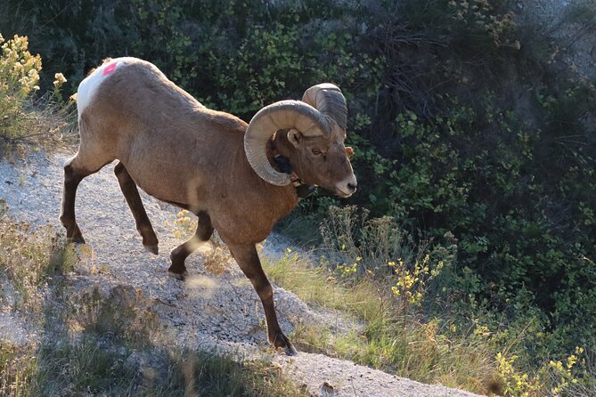 Black Hills Nature Tour Wildlife Watching and Scenic Views - Exploring the Black Hills with the Wildlife Watching and Scenic Views Tour