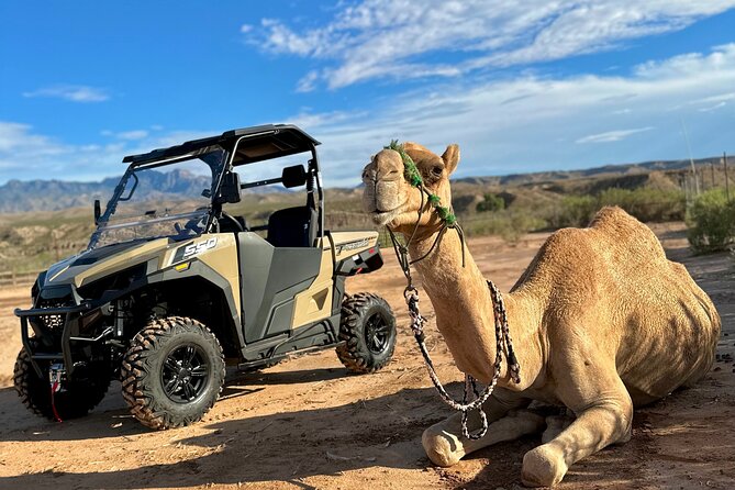 Las Vegas Guided UTV Safari and Zoo Tour - Animal Encounters and the Zoo Experience
