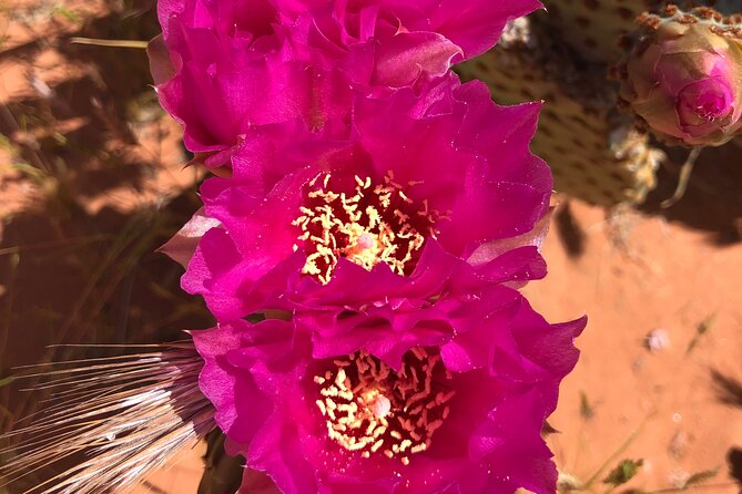 Private Valley of Fire Hiking and Sightseeing Adventure - Key Points