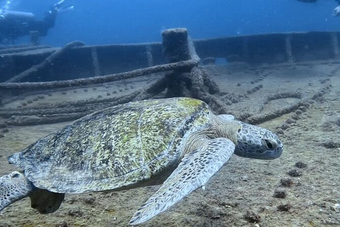 Espiritu Santo Private SCUBA Tour for Beginners - The Experience: What to Expect from Start to Finish